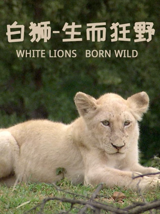 白狮—生而狂野