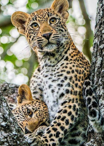 大猫:终极猎食者版