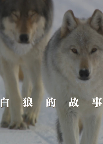 白狼的故事
